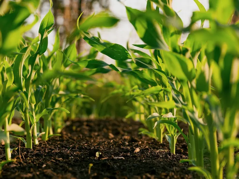 Agriculture